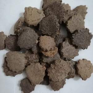 木别子干成熟的苦瓜种子，用于草药 - Product Image 6