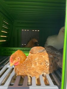 Cage mobile préfabriquée en plastique pour animaux de compagnie Poule Oeuf Poulailler Maison - Product Image 5