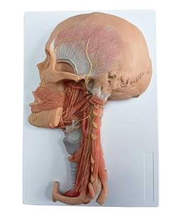 Modello Anatomico Premium a Grandezza Naturale di Testa e Collo con Vasi Sanguigni e Nervi per l'Insegnamento nelle Scuole Mediche e lo Studio Clinico - Product Image 2