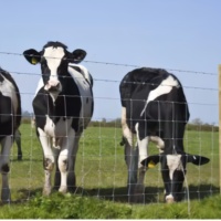 Clôture de Jardin Robuste pour Bétail et Moutons, Clôture de Champ Galvanisée et Revêtue de PVC de Haute Qualité pour Ranch et Ferme, Maille Uniforme, Montage Facile