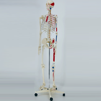 Aides pédagogiques, squelettes anatomiques en PVC de 180 cm, sciences médicales, modèle de squelette anatomique humain avec système nerveux et muscles