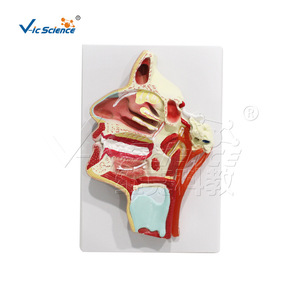 Modèle avancé des vaisseaux sanguins et des nerfs sur la surface médiale de la bouche, du nez et du pharynx ; un matériel pédagogique pour la salle de classe - Product Image 5