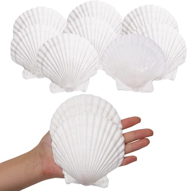 12pcs 2-3 Inch Real Natural Sea Shell Beach Sea Shells White Scallop Shells for Crafts Baking
