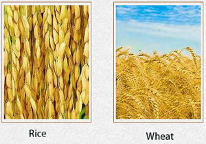 Trilladora <span class=keywords><strong>de</strong></span> <span class=keywords><strong>alfalfa</strong></span> <span class=keywords><strong>de</strong></span> excelente rendimiento, trilladora <span class=keywords><strong>de</strong></span> café, trilladoras <span class=keywords><strong>de</strong></span> garbanzos - Product Image 2