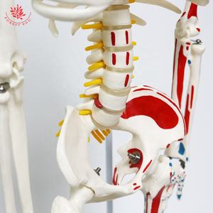 แบบจำลองกายวิภาคของมนุษย์ยืดหยุ่นสูง85ซม. แบบแขวน FRT010โครงกระดูก<span class=keywords><strong>กล้าม</strong></span><span class=keywords><strong>เนื้อ</strong></span>ครึ่งด้านฟังก์ชันการศึกษาแบบจำลองกายวิภาคศาสตร์ - Product Image 5