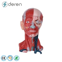 Modèle anatomique avancé de dissection du corps humain en 3D, structures détaillées, matériau PVC, pour l'enseignement des sciences médicales et l'utilisation éducative