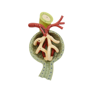 Nefronand renale modello di espansione Glomeruli 720x320x120(mm) SMD06442 - Product Image 4