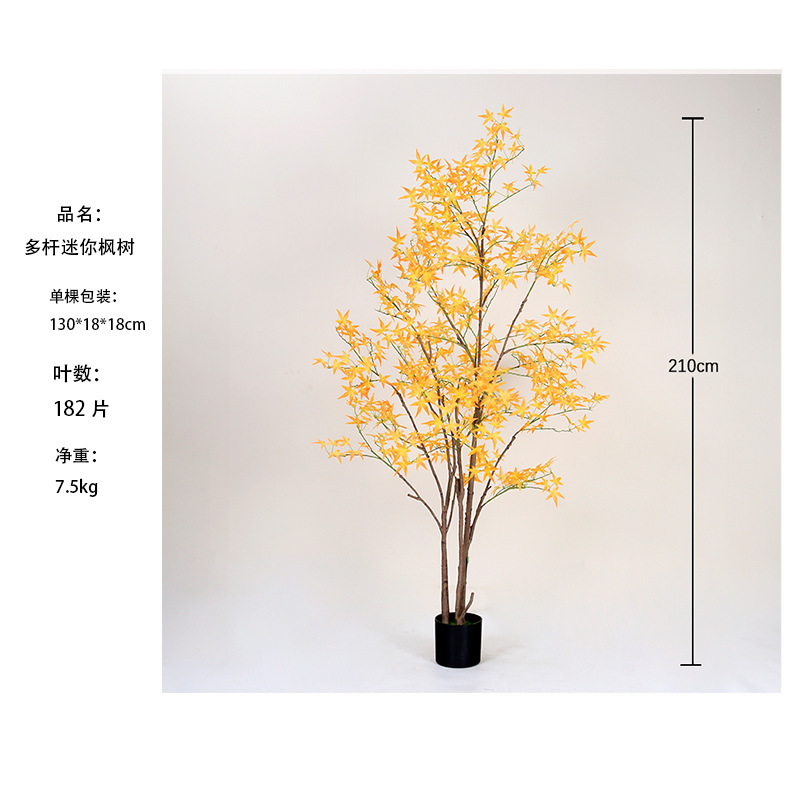 [Vente chaude] Mini-arbre d'érable jaune à plusieurs troncs 210 cm
