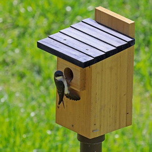 Sản Phẩm Chim Bằng Gỗ Rắn Gỗ Bluebird Xem Nhà Chim Cho Bên Ngoài Chim Hoang Xem Bluebird Làm Tổ Hộp - Product Image 2