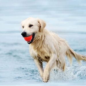 Meilleure Vente - Ballon pour Chien Indétructible en Caoutchouc TPR Robuste et Durable, Couleurs Variées, Luxe Moyen, Très Fiable, pour Mâcher ZC-241024-47 - Product Image 5