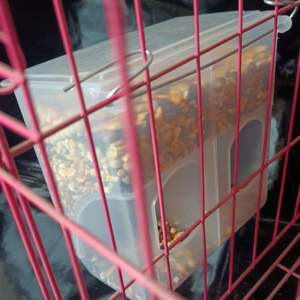 Automatic Durable Pigeon Bird Water Dispenser Plastic Drinker No Mess Hanging Parrot Feeder Accessories Parakeet Quail Chicken - Product Image 4