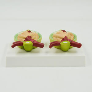 चिकित्सा शिक्षण उपकरण का विस्तार मानव प्रोटीनुरिया मॉडल गुर्दे मूत्र प्रोटीन पैथोलॉजिकल संरचना मॉडल - Product Image 3