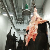 Abattoir Halal certifié, équipement d'abattage de bétail