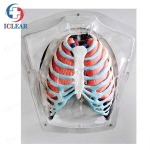 Professionnels de formation médicale, demi-corps, Torso Transparent avec corps interne et bols - Product Image 5