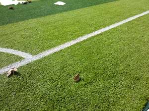 Césped Artificial de Alta Calidad para Canchas de Fútbol, Ecológico, Césped Sintético para Campos de Fútbol - Product Image 3