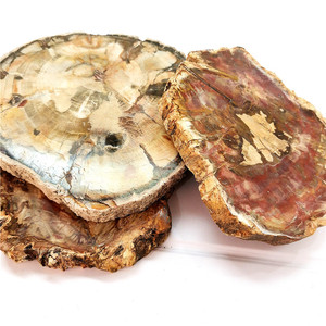 Diapositives de bois naturel poli, 100 pièces, spécimen en pierre brute, pièce de bois pétrifié, offre spéciale - Product Image 5