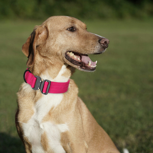 <strong>Tactical</strong> <strong>Dog</strong> <strong>Collar</strong> Personalized Name Tag Blank Rubber Name Plate Quick Release Buckle Custom Name <strong>Dog</strong> <strong>Collar</strong> OEM Factory - Product Image 5