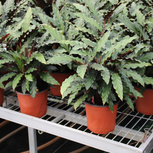 Banc de culture roulant pour serre, galvanisé à chaud, pour la propagation des plantes, table roulante commerciale - Product Image 1