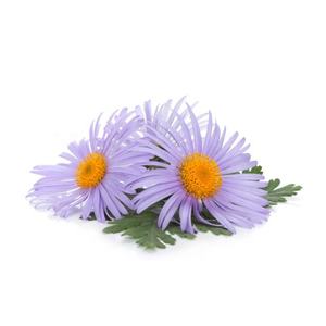 Pasokan pabrik CiYuan minyak biru <span class=keywords><strong>Chamomile</strong></span> Jerman - Product Image 3