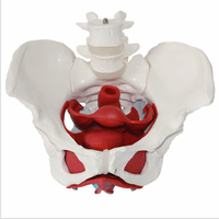 Modèle de muscles du bassin féminin humain, modèle de squelette de haute qualité, modèle anatomique du bassin, équipement pédagogique pour les sciences médicales