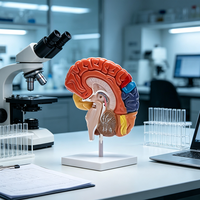 Modèle d'anatomie du cerveau humain à sections sagittales multicolores pour l'enseignement