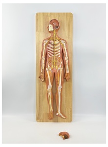 Modelo de Anatomía <span class=keywords><strong>del</strong></span> <span class=keywords><strong>Sistema</strong></span> <span class=keywords><strong>Nervioso</strong></span> Humano, Modelo <span class=keywords><strong>del</strong></span> <span class=keywords><strong>Sistema</strong></span> <span class=keywords><strong>Nervioso</strong></span> Central, Modelo <span class=keywords><strong>del</strong></span> <span class=keywords><strong>Sistema</strong></span> Cerebroespinal - Product Image 2