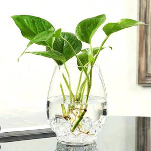 Pianta idroponica ecologica bottiglia di vetro vaso decorazione micro paesaggio drago uovo acquario ufficio soggiorno ornamenti - Product Image 3