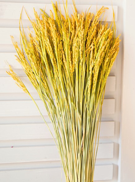 Jaune 100 branches de riz