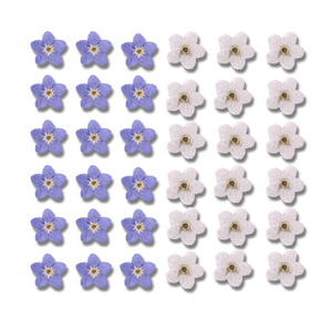 Vera Myosotis Sylvatica naturale a secco eco-friendly pressato fiore non ti scordar di Me per la decorazione natalizia di Halloween di Pasqua - Product Image 2