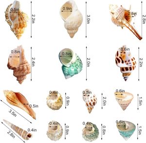 15 + vỏ cua ẩn sĩ Kích thước ốc xà cừ cỡ nhỏ đến trung bình 1/4-1 1/2 inch vỏ sò tăng trưởng tự nhiên - Product Image 2