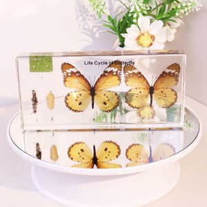 वास्तविक पशु क्रिस्टल तितली एक्रिलिक राल नमूना शिक्षण के लिए - Product Image 4