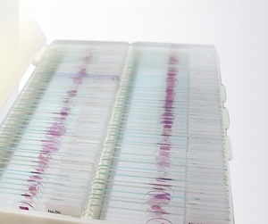 Portaobjetos de microscopio de pie de raptor en oferta, recurso didáctico de ciencia natural para escuelas y biología médica - Product Image 3