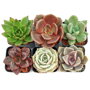 Surtido de Echeveria al por Mayor, Plantas Suculentas en Maceta de 2 Pulgadas, Variedades para Decoración del Hogar, Cultivadas en Viveros de EE. UU. - Product Image 4
