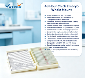 สไลด์ตัวอ่อนไก่ 48 ชั่วโมง แบบติดตั้งเต็มรูปแบบ รูปตัว C สมอง 3 ส่วน สำหรับ<span class=keywords><strong>การ</strong></span>สอนชีววิทยาและพัฒนาการตัวอ่อน ได้รับมาตรฐาน CE ISO ROHS CNAS - Product Image 1
