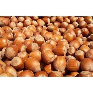 Olio di Noci di Avellana Raffinato per Uso Cosmetico e Alimentare 1000 L Spagna Zenat International Group - Product Image 4