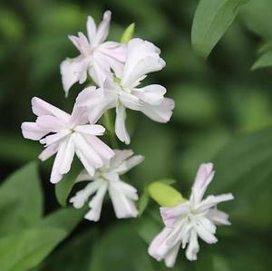 Nhà máy cung cấp tự nhiên <span class=keywords><strong>soapwort</strong></span> chiết xuất từ rễ bột Chất lượng cao <span class=keywords><strong>soapwort</strong></span> chiết xuất - Product Image 4