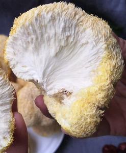 Comida saludable Seta medicinal Leones secos Melena <span class=keywords><strong>Cabeza</strong></span> de mono Seta - Product Image 4