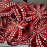 Poulpe Vulgaris de l'Océan Est Frais Congelé en Gros, Cuit Entier, Emballage IQF, Certifié HACCP/ISO, Prêt à Consommer, 4-10 Pièces/10 KG