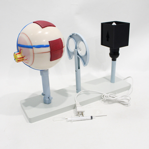 Modèle anatomique d'image optique d'œil humain magnifié en PVC pour la formation en laboratoire d'<span class=keywords><strong>ophtalmologie</strong></span> et d'anatomie CE/ISO/ROHS/CNAS - Product Image 1
