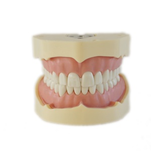 Modèle de dent Standard d'usine avec 28 dents modèle de fausses dents pratiques pour la démonstration d'enseignement - Product Image 1