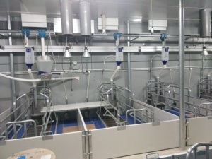 Çiftlik Piglets için Weaner kalem domuz ekipmanları için fabrika doğrudan kreş sandık durak - Product Image 2