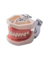 Modelo de práctica dental extraíble de PVC para estudio y práctica