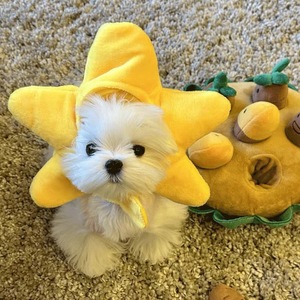 Heybo Cute Cross-Dressing Headgear Mascotas Ropa <span class=keywords><strong>de</strong></span> invierno Accesorio Tamaño pequeño Gatos Perros Patrón sólido Gatito Sombrero personalizado - Product Image 5