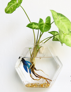 ตู้ปลาทรงกลมมาริโมผสม พร้อมต้นไม้ประดับในน้ำ ต้นไม้ไม้เลื้อย ดอกไม้ ต้นไม้จิ๋วในภาชนะทรงเรขาคณิต แจกันทรงกลมสำหรับงานแต่งงาน ต้นไม้ประดับในน้ำพร้อมมอสบอล - Product Image 2