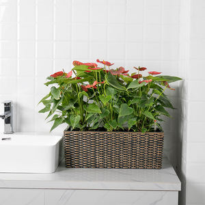 Cửa sổ vườn tự tưới Veg gờ chậu trồng cây chậu treo đường sắt Hộp trồng - Product Image 5