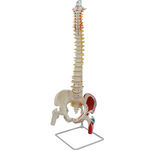 Modèle naturel de l'origine et des points d'insertion des muscles attachés à l'os occipital des grandes plaquettes vertébrales - Product Image 4