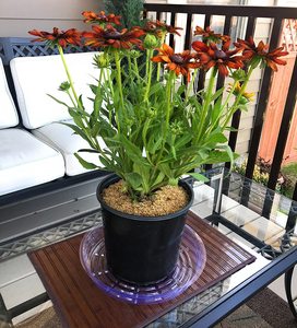 Set di 5 Vassoi Raccogligocce Rotondi in PVC Trasparente da 30 cm per Vasi da Giardino e Decorazioni Interne - Product Image 5