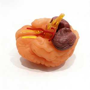 9パーツ自然サイズ解剖学的模型 人間の脳模型 新型脳模型 - Product Image 1