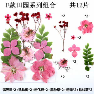 A-YH010 Natural <strong>Flower</strong> <strong>Press</strong> Baby's Breath Pansy Hydrangea Daisy Delphinium Florals Dried Pressed <strong>Flowers</strong> for Resin Art - Product Image 5