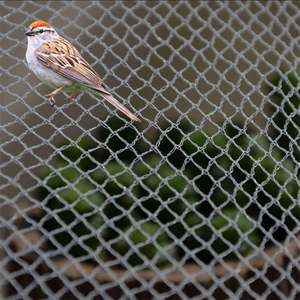 Filet anti-oiseaux blanc sans nœuds pour la protection des myrtilles, en maille HDPE stabilisée aux UV - Product Image 4